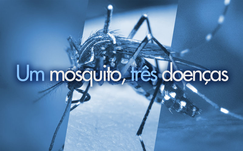 Dengue, chikungunya e zika vírus:  Um mosquito, três doenças