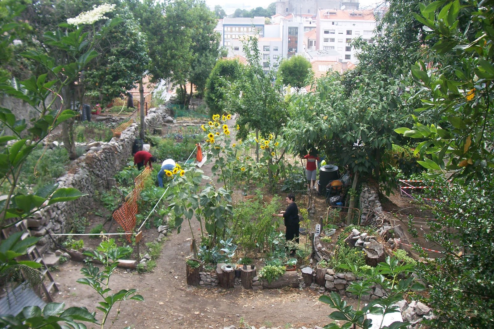 Horta urbana: produção de alimentos do quintal está perto de 1